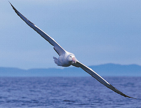 Albatross Poem